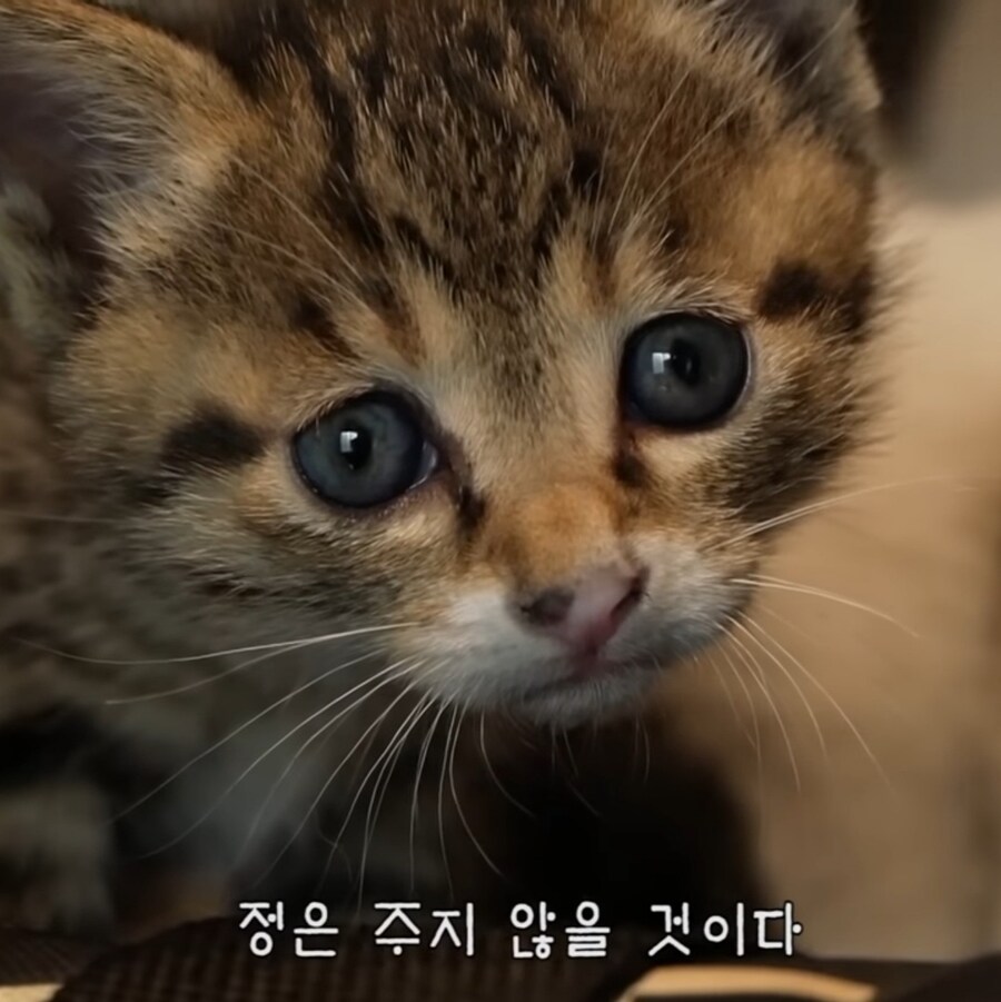 만약에 외계인하고 교류하게 된다면_1.jpg