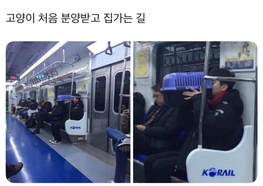 고양이 처음 분양받고 바로 집 가는길_1.jpg