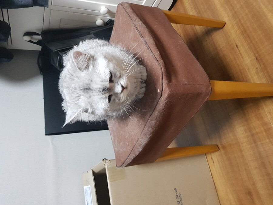 우리집 고양이 특징_1.jpg