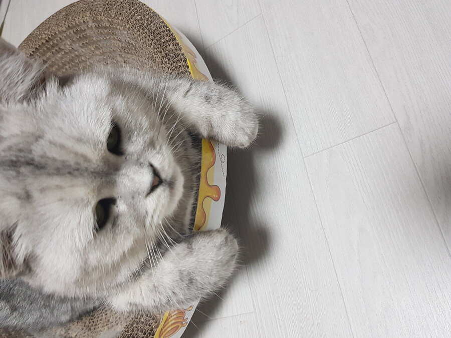 우리집 고양이 특징_4.jpg