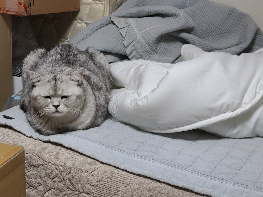우리집 고양이 특징_7.jpg