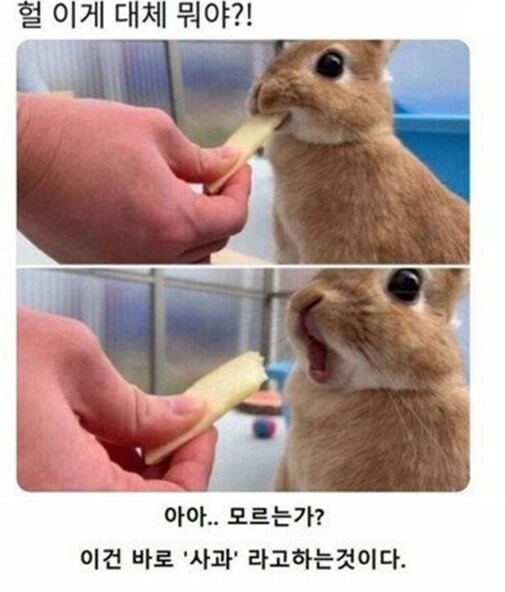 사과를 맛 본 토끼.jpg_1.png