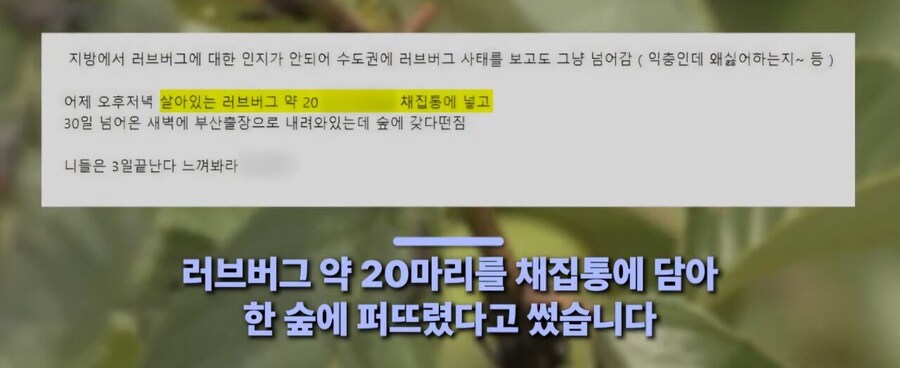 부산에 러브버그 20마리 뿌렷다는 인간_2.jpg