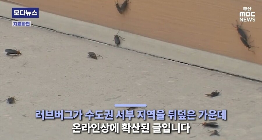 부산에 러브버그 20마리 뿌렷다는 인간_3.jpg