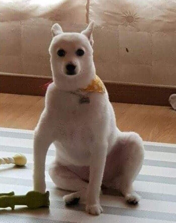 강아지 셀프미용 대참사 모음.jpg_3.jpg