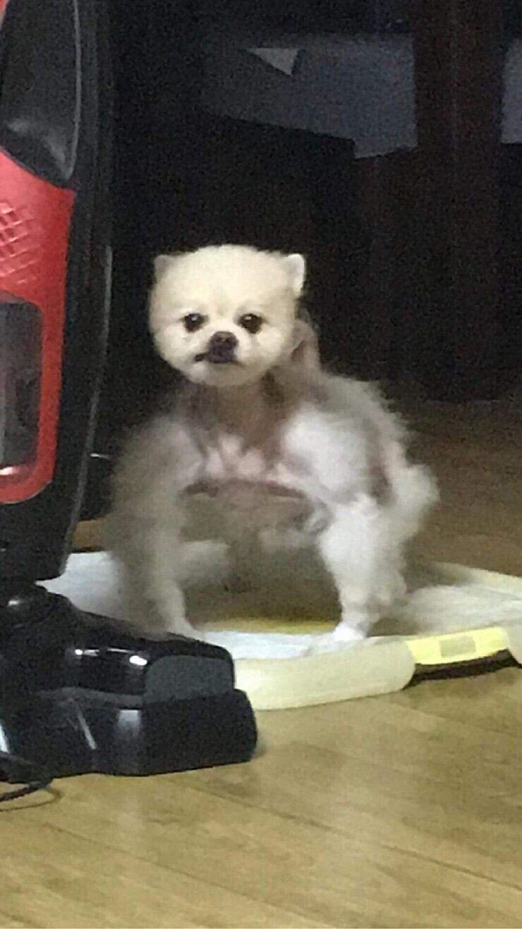 강아지 셀프미용 대참사 모음.jpg_4.jpg