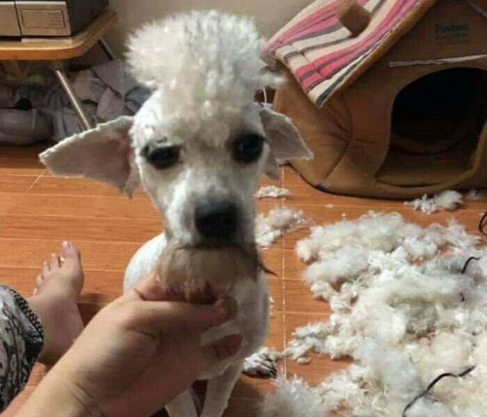 강아지 셀프미용 대참사 모음.jpg_5.jpg