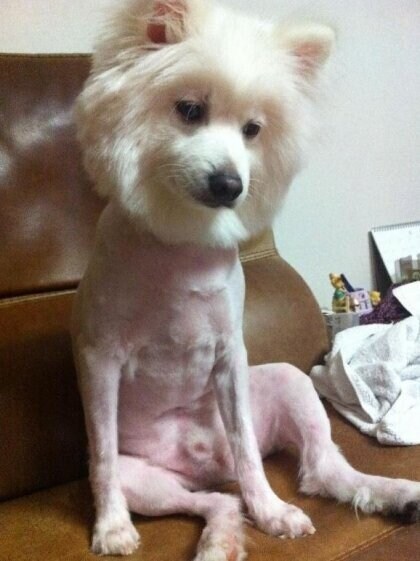 강아지 셀프미용 대참사 모음.jpg_6.jpg