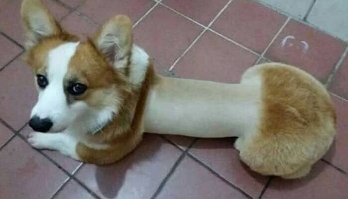 강아지 셀프미용 대참사 모음.jpg_7.jpg