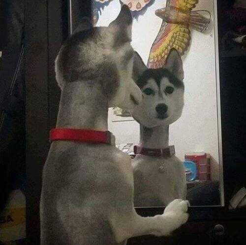 강아지 셀프미용 대참사 모음.jpg_9.jpg