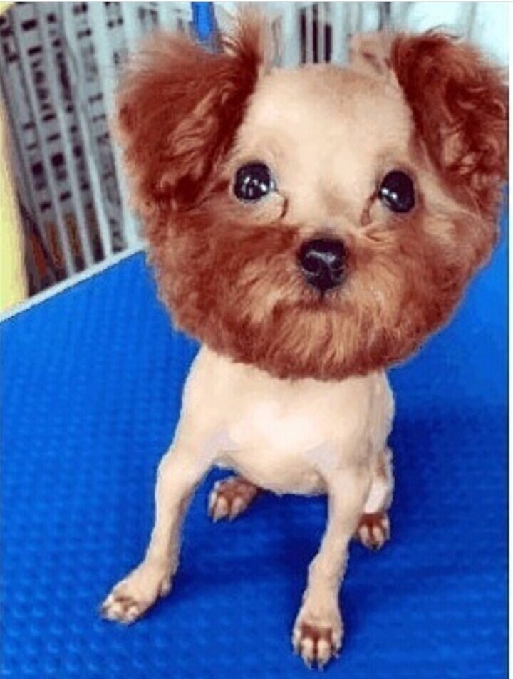 강아지 셀프미용 대참사 모음.jpg_11.jpg