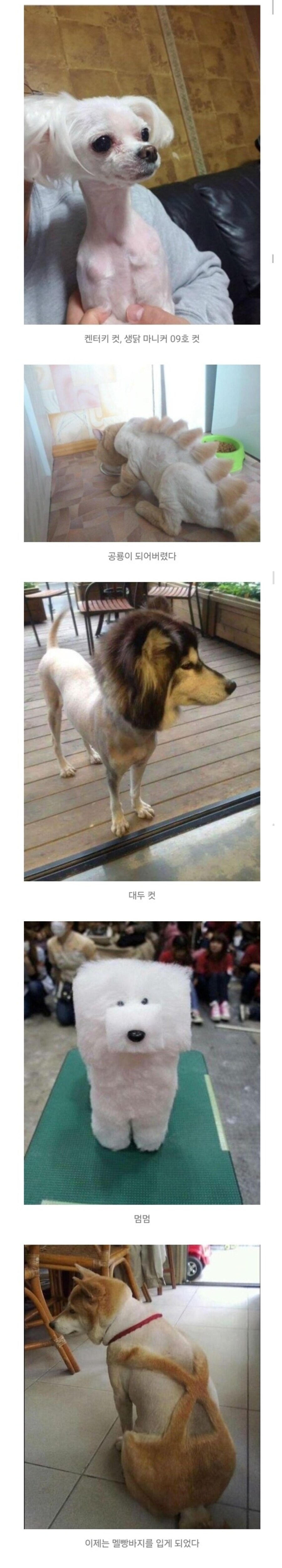 강아지 셀프미용 대참사 모음.jpg_12.jpg