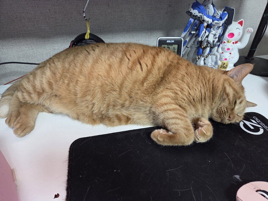 방금 전에 고양이 잡아먹음_1.jpg