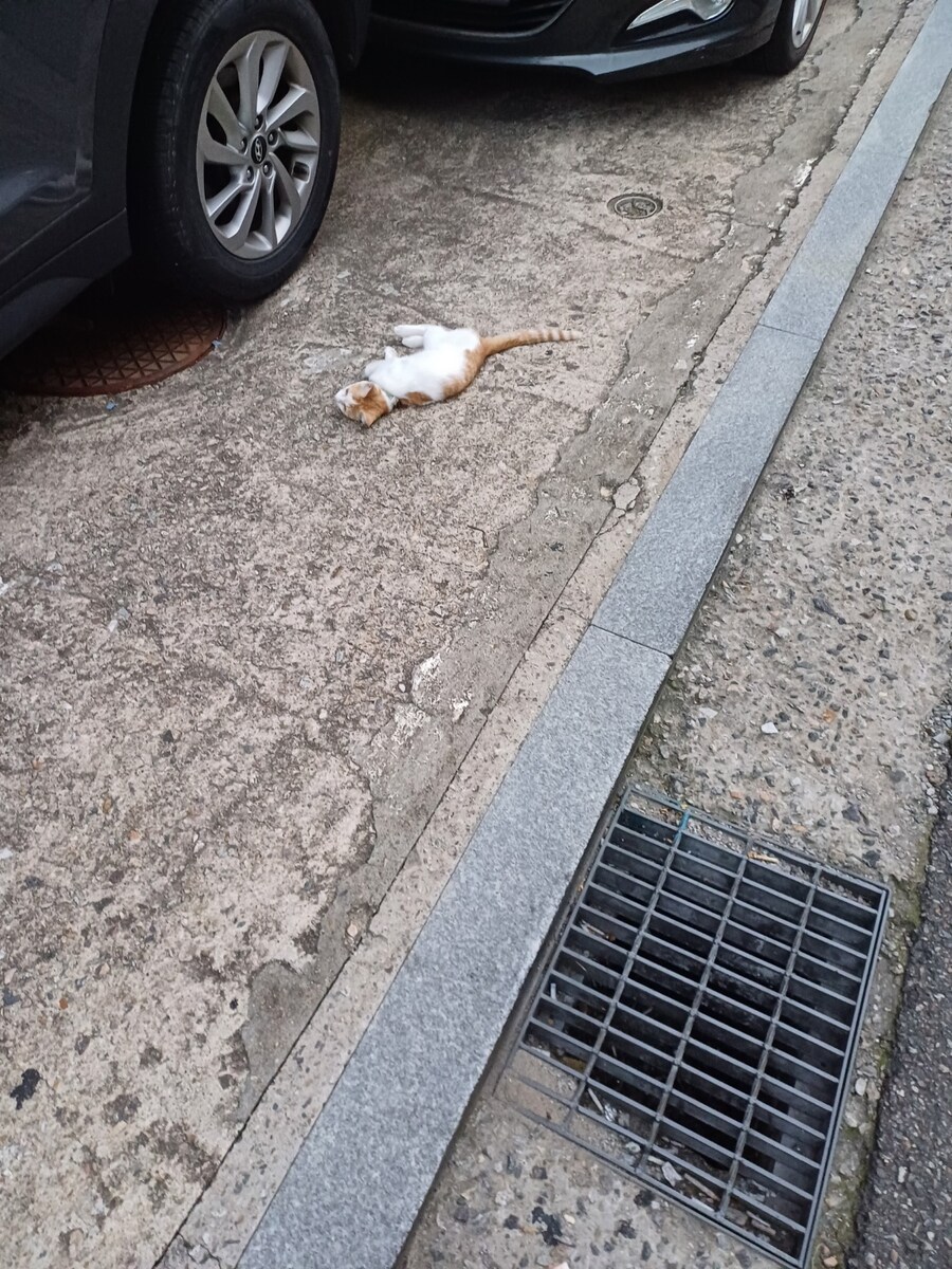 이거 집고양이 맞겠지?_1.jpg