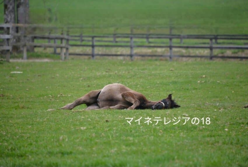 말딸)배가 빵빵한 망아지_1.jpg