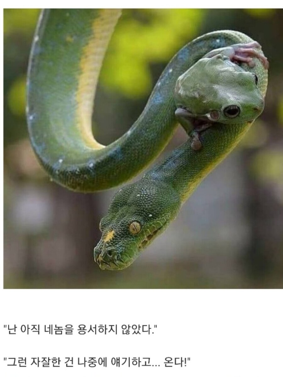 ㅇㅇㄱ) 잠시 스텔라이브와 이런 상태인거지?_1.jpg