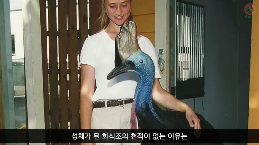 세상에서 가장 위험한 새라고 불리우는 화식조의 반전_1.png