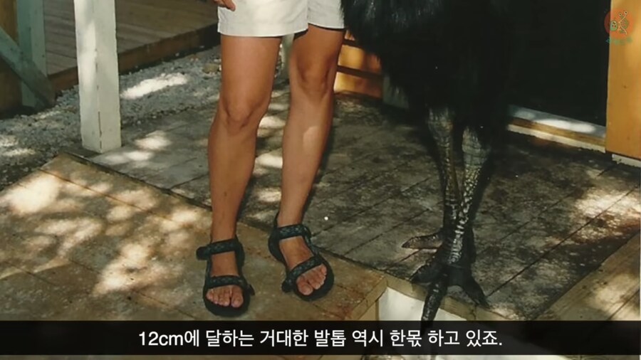 세상에서 가장 위험한 새라고 불리우는 화식조의 반전_3.png
