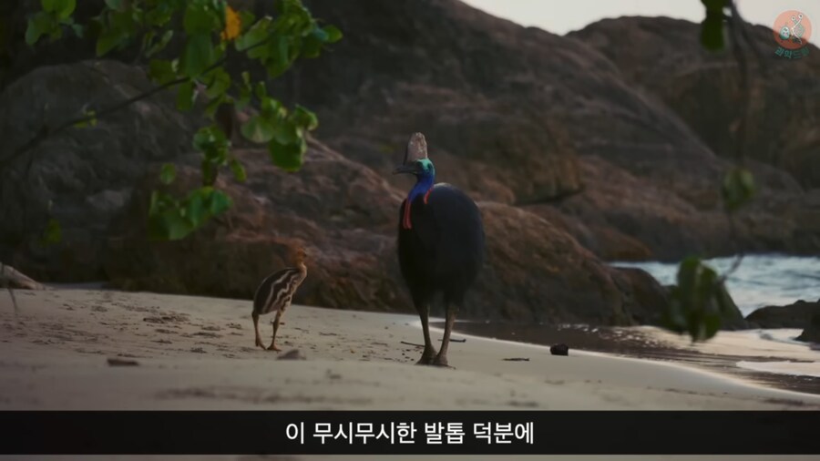 세상에서 가장 위험한 새라고 불리우는 화식조의 반전_4.png