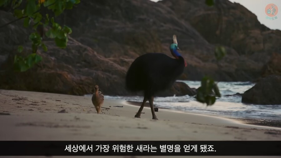 세상에서 가장 위험한 새라고 불리우는 화식조의 반전_7.png