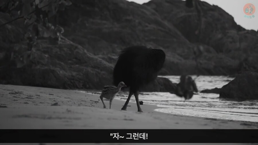 세상에서 가장 위험한 새라고 불리우는 화식조의 반전_8.png