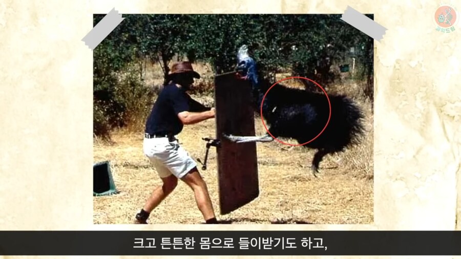 세상에서 가장 위험한 새라고 불리우는 화식조의 반전_12.png