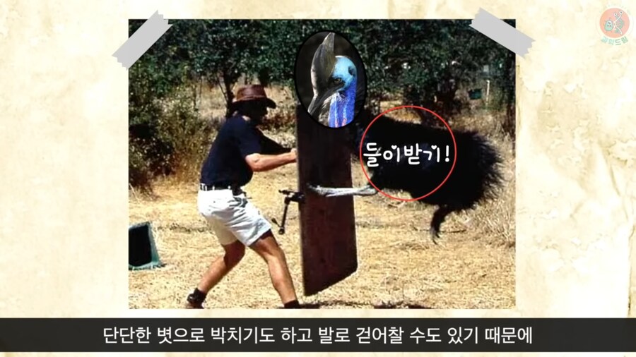 세상에서 가장 위험한 새라고 불리우는 화식조의 반전_13.png