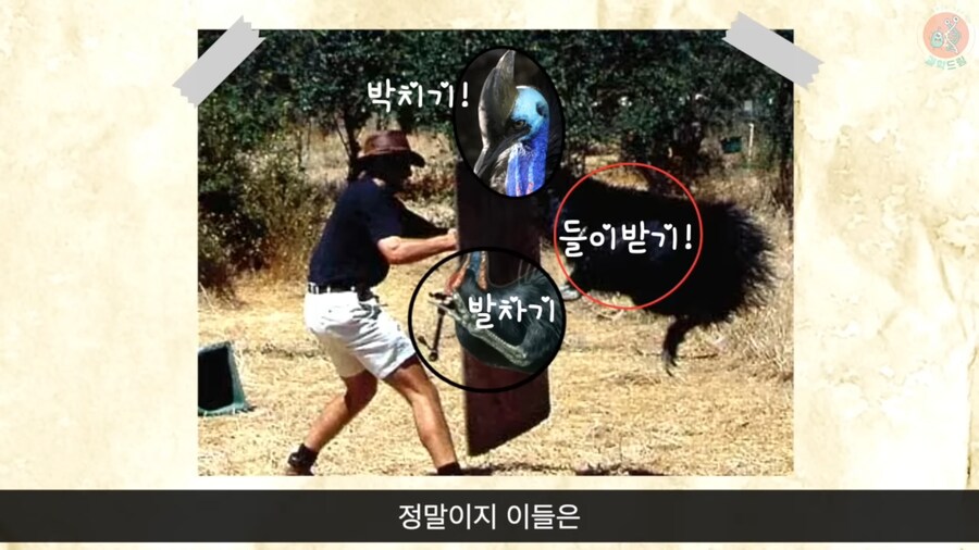 세상에서 가장 위험한 새라고 불리우는 화식조의 반전_14.png