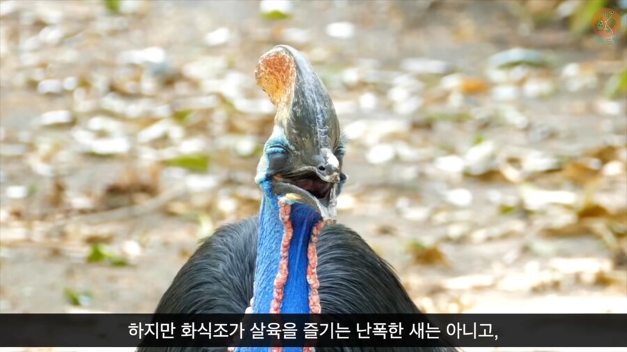 세상에서 가장 위험한 새라고 불리우는 화식조의 반전_16.png