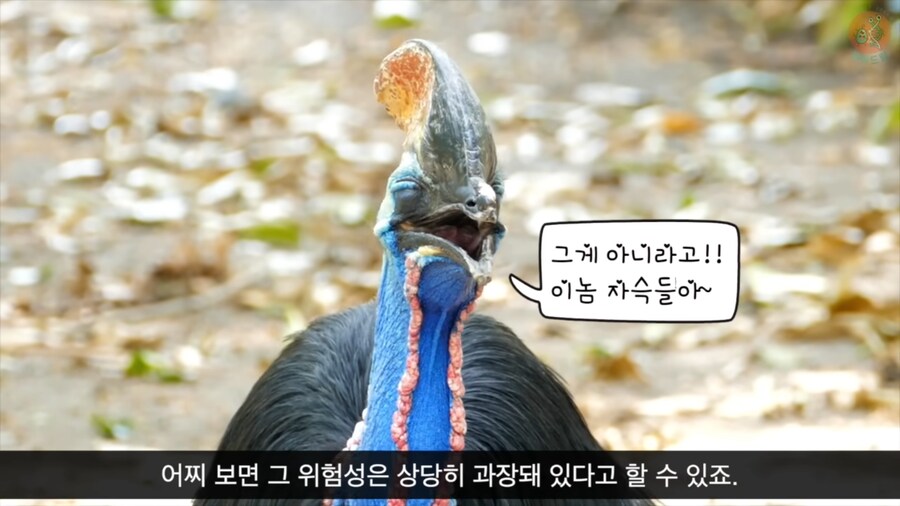 세상에서 가장 위험한 새라고 불리우는 화식조의 반전_17.png