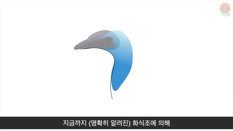 세상에서 가장 위험한 새라고 불리우는 화식조의 반전_18.png