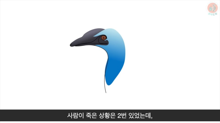 세상에서 가장 위험한 새라고 불리우는 화식조의 반전_19.png