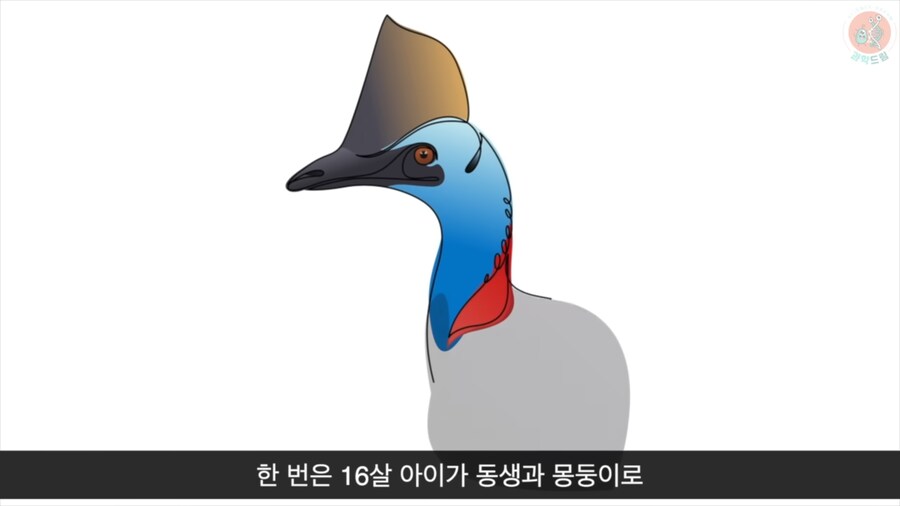 세상에서 가장 위험한 새라고 불리우는 화식조의 반전_20.png