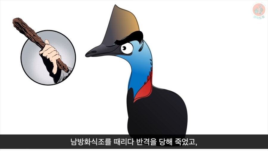 세상에서 가장 위험한 새라고 불리우는 화식조의 반전_21.png