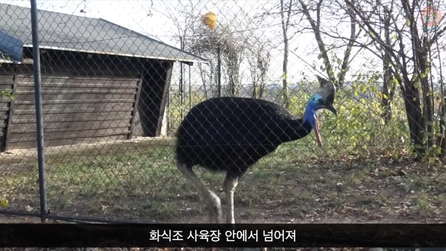 세상에서 가장 위험한 새라고 불리우는 화식조의 반전_23.png