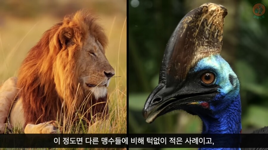 세상에서 가장 위험한 새라고 불리우는 화식조의 반전_25.png