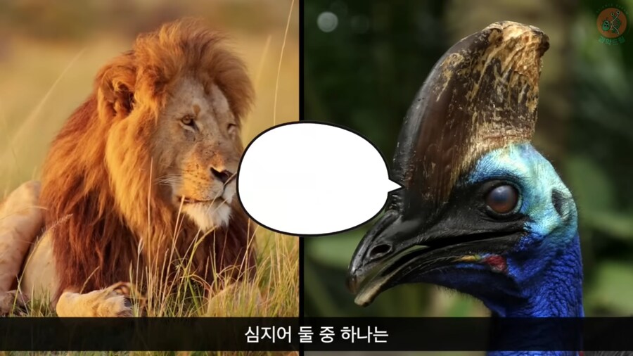 세상에서 가장 위험한 새라고 불리우는 화식조의 반전_26.png