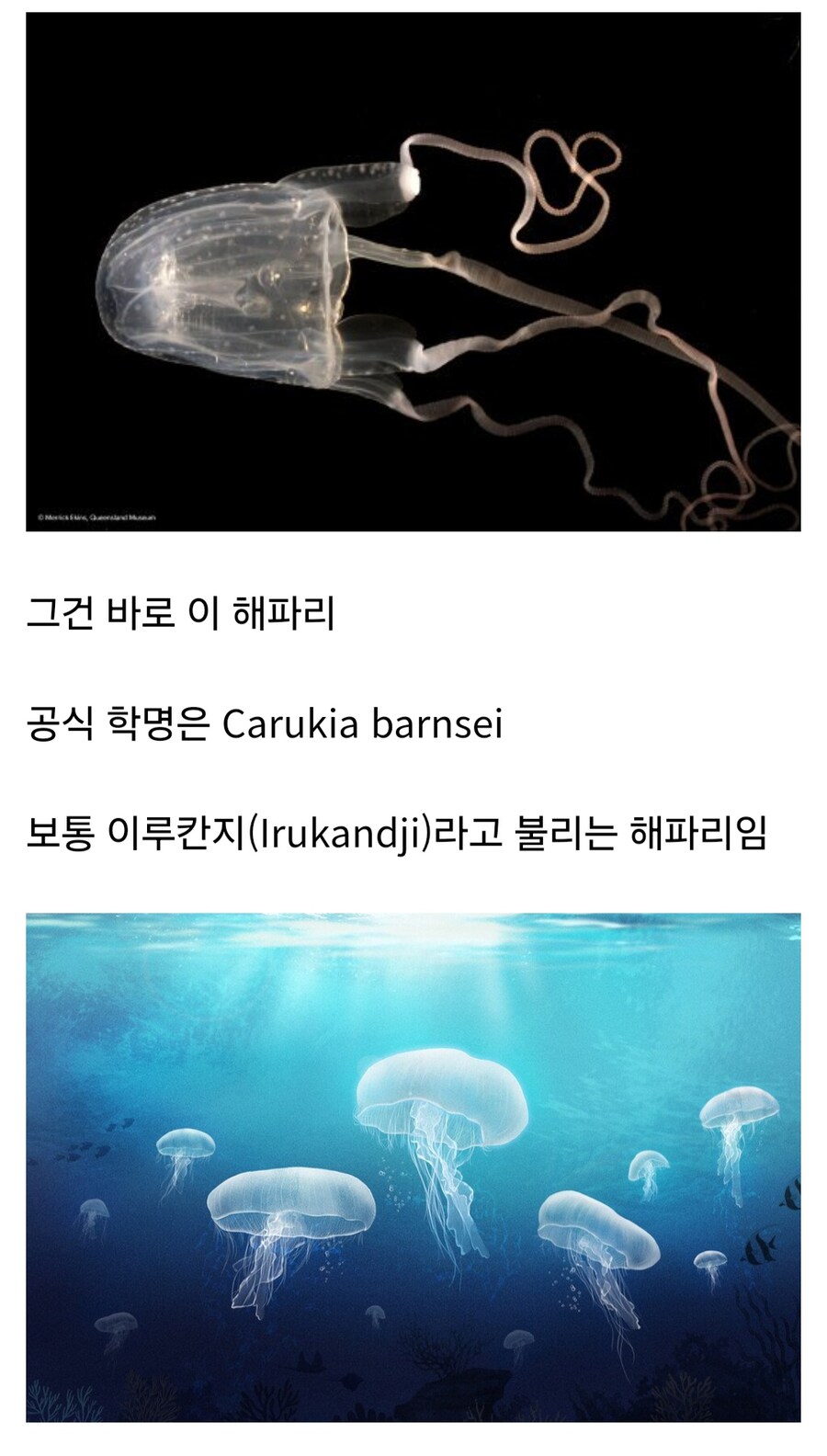 바다의 보이지 않는 위협이라 불리는 해파리_1.jpg