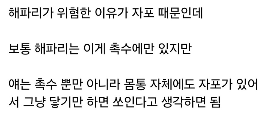 바다의 보이지 않는 위협이라 불리는 해파리_2.jpg