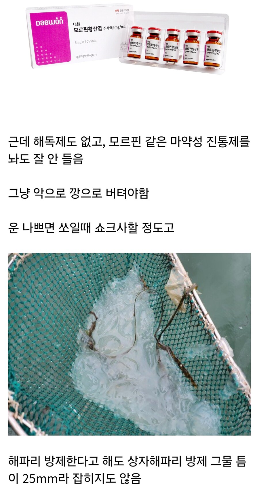 바다의 보이지 않는 위협이라 불리는 해파리_6.jpg
