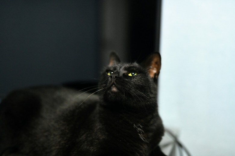인기없는 검은 똥괭이 11_2.jpg