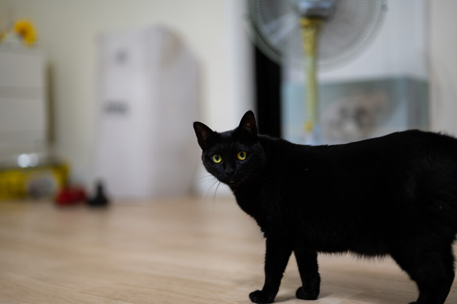 인기없는 검은 똥괭이 11_19.jpg