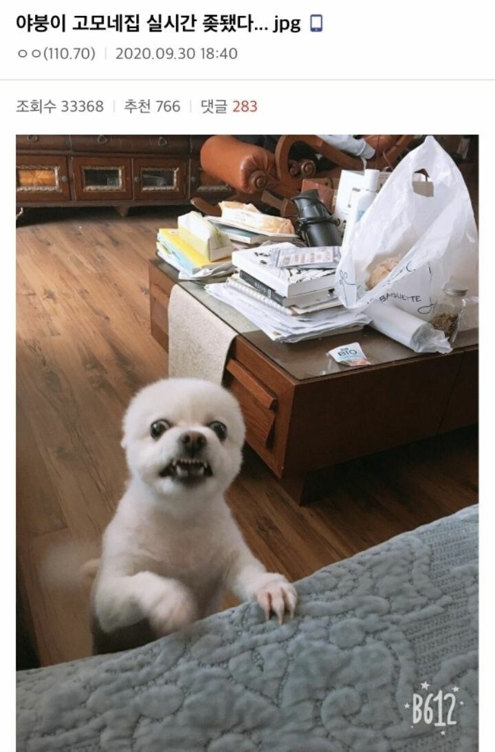개 껌을 뺏은 결과_1.jpg