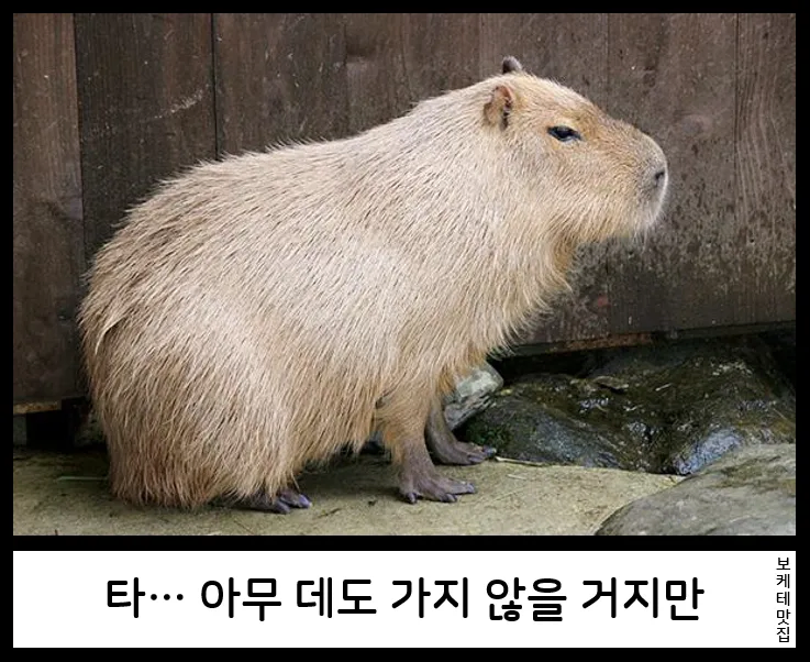 일본의 제목학원 보케테 모음_15.webp