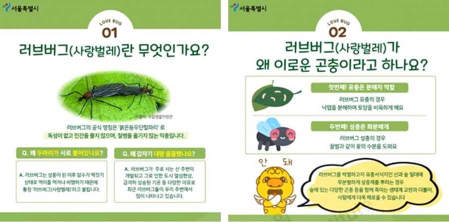 "러브버그는 수분을 하기 때문에 익충이랍니다!"_1.jpg
