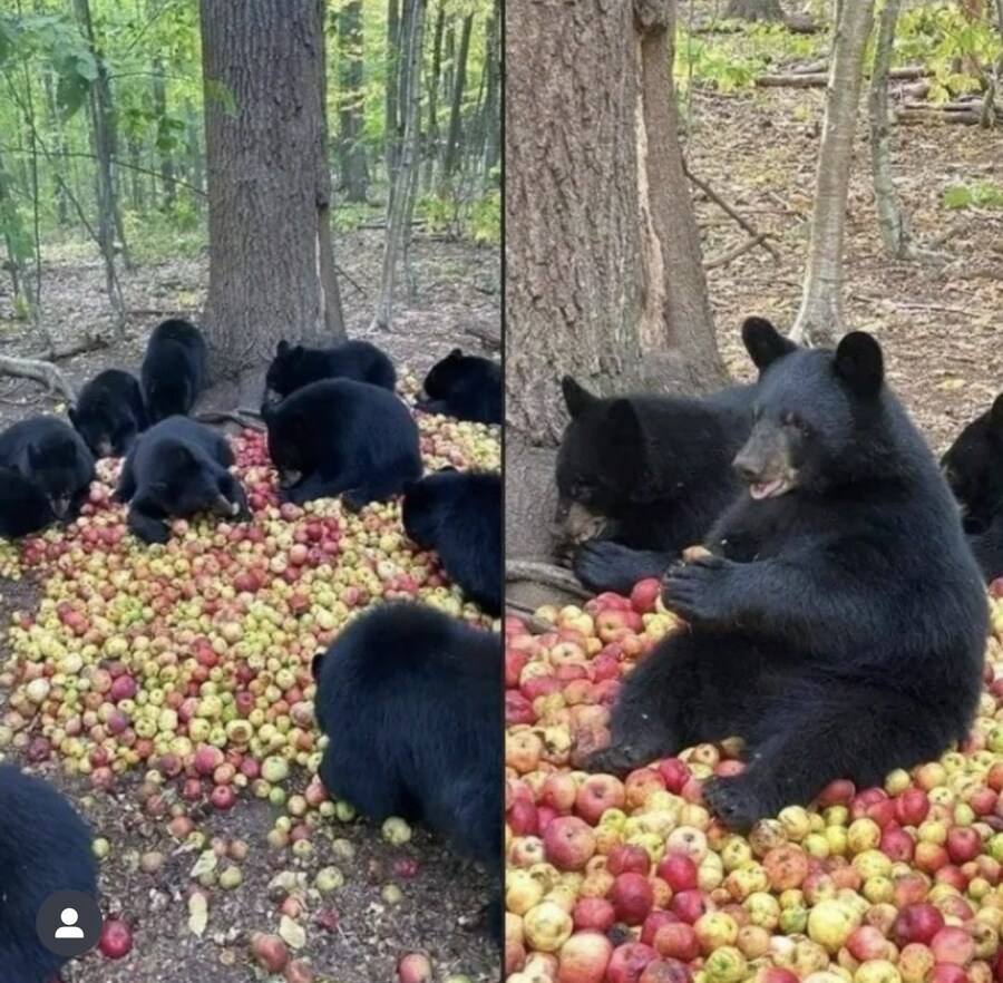 유통기한 지난 사과를 숲에다 버린 결과.jpg_1.jpg