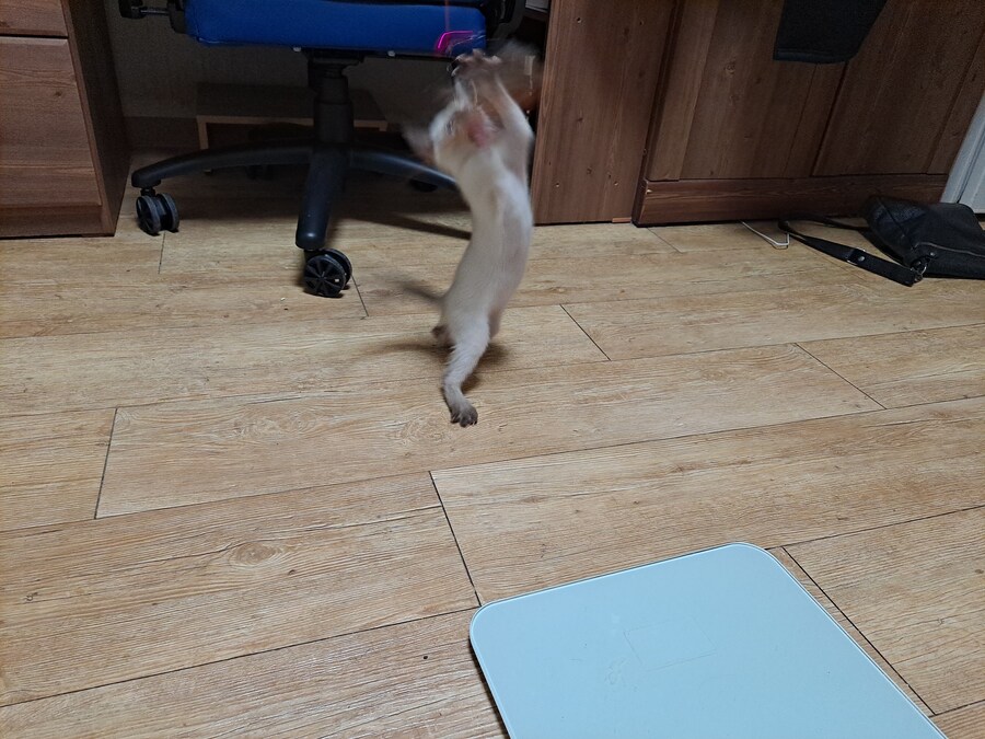 옛날에는 나 고양이 사진 참 잘 찍었던 것 같음_1.jpg