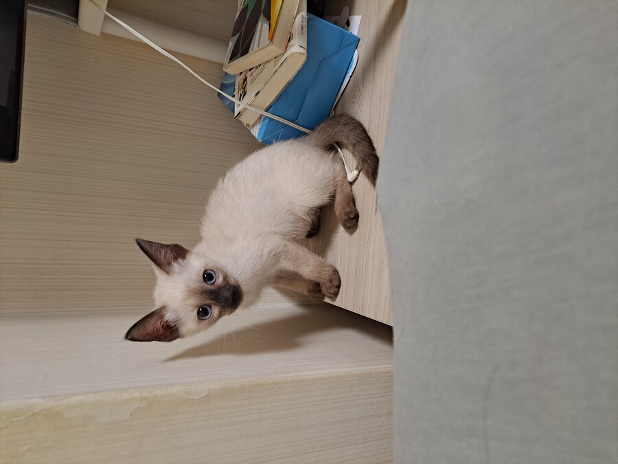 옛날에는 나 고양이 사진 참 잘 찍었던 것 같음_2.jpg