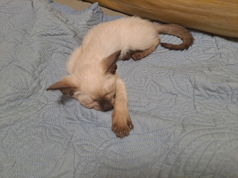 옛날에는 나 고양이 사진 참 잘 찍었던 것 같음_4.jpg