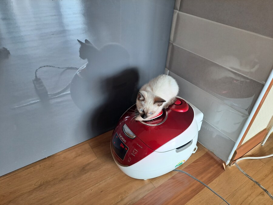 옛날에는 나 고양이 사진 참 잘 찍었던 것 같음_5.jpg